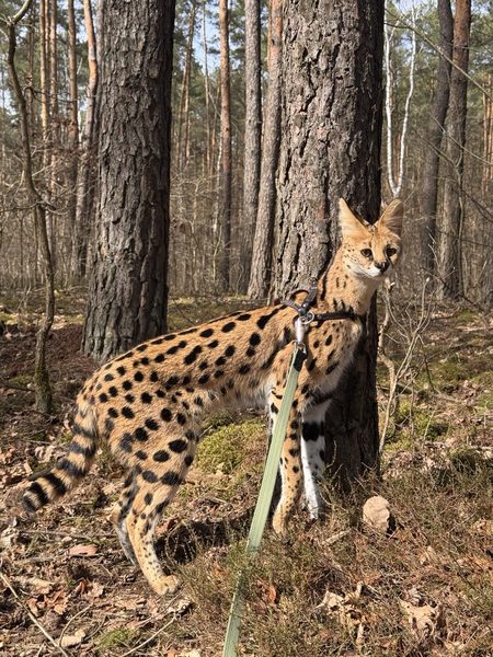 Vatra - serval